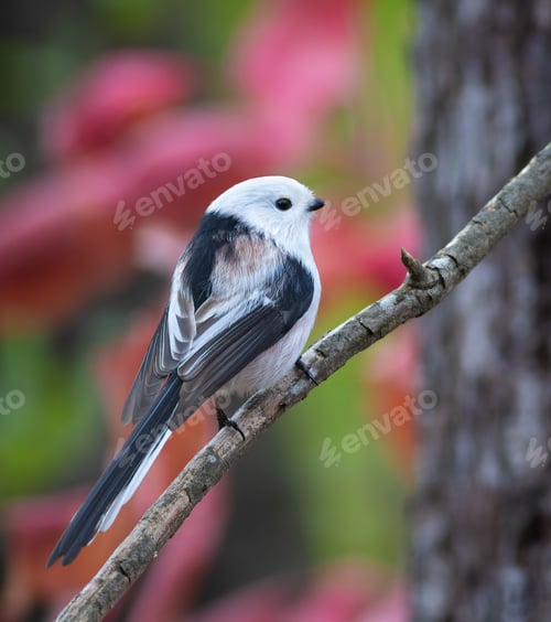 Preview: Long-tailed tit, Aegithalos caudatus. A bird sitting on a tree branch, beautiful autumn background