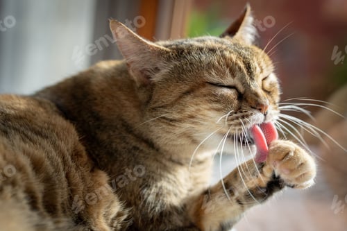 Preview: Cat Cleaning Himself