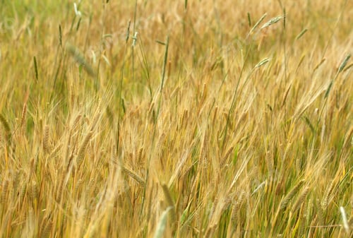 Preview: wheat field