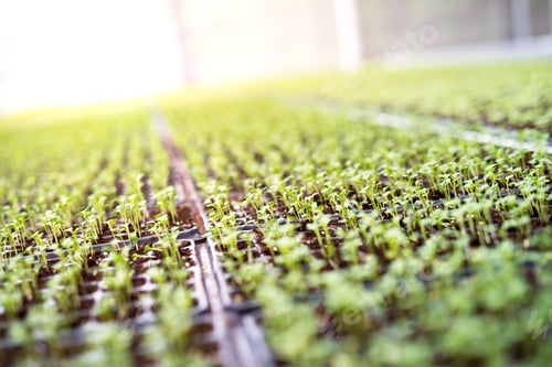 Preview: Seedlings Growing in Greenhouse with Sunlight, Agriculture Concept
