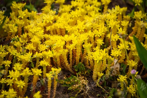 Preview: Sedum acre plants in a spring garden.