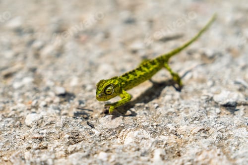 Preview: Tiny Green Chameleon on Rocky Surface Captures Nature s Resilience and Adaptability