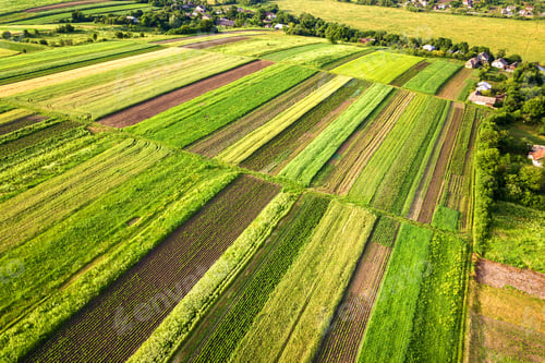 Preview: Aerial view of green agricultural fields in spring with fresh vegetation after seeding season