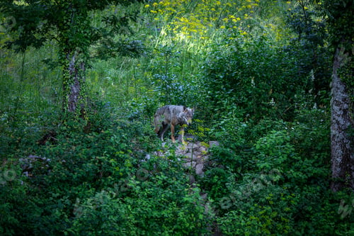 Preview: Canis lupus italicus (subspecies of the gray wolf, Canis lupus).