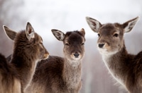Preview: Deer in wintertime