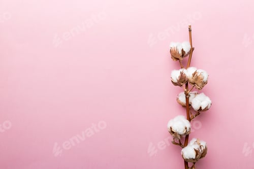 Preview: Dried white fluffy cotton flower branch top view on colored table