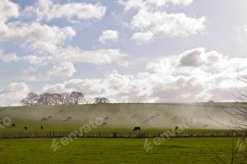 Preview: A herd of black cows grazing on a grassy slope.