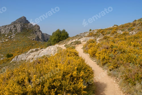 Preview: Hiking trail up in in the Sierra Bernia mountains with gorse in flower, Alicante Province, Spain