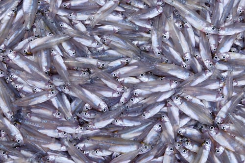 Preview: Background of the raw small fish