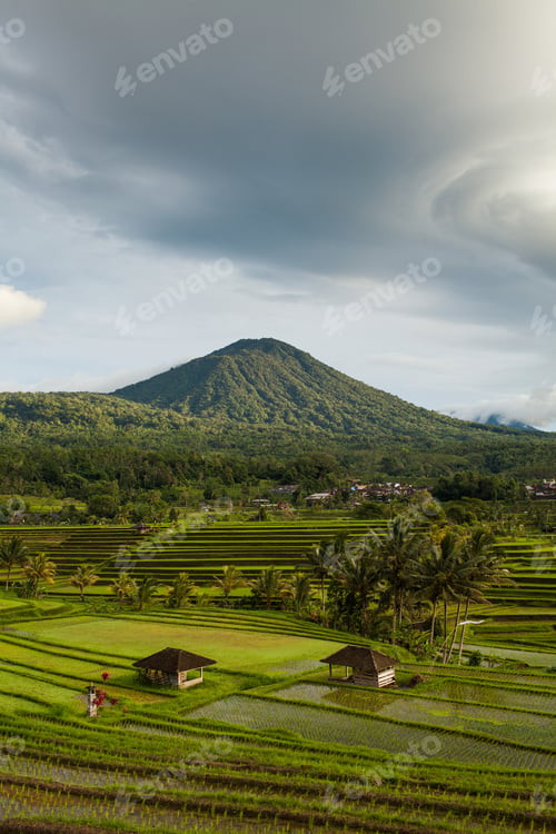 Preview: Jatiluwih Bali rice terraces view in the morning