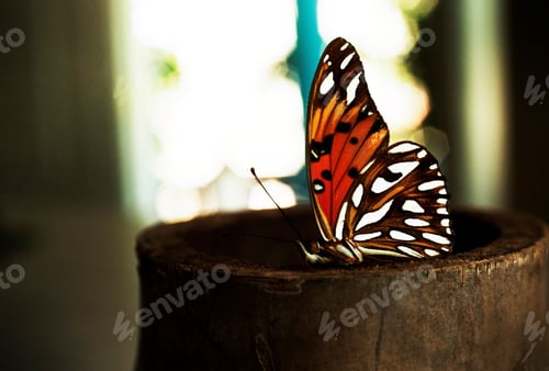 Preview: a brown and white butterfly sits on top of a piece of wood