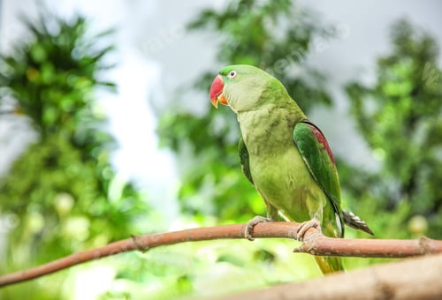 Preview: Beautiful Alexandrine Parakeet on tree branch outdoors