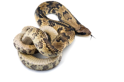 Preview: False water cobra isolated on white background