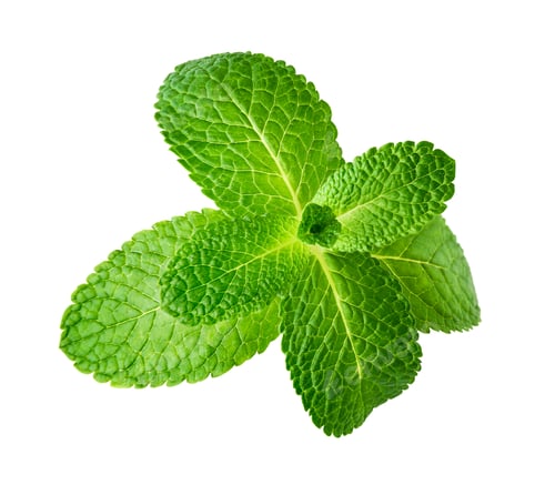 Preview: Mint leaf isolated on white background