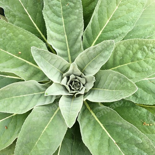 Preview: Center of green plant