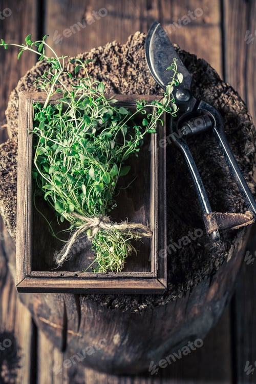 Preview: Aromatic and fresh thyme on an old wooden stump
