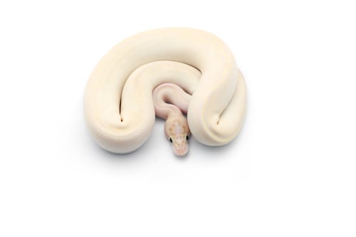 Preview: The royal python isolated on white background