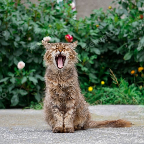 Preview: Adorable stray cat sitting on the ground outdoors and yawning