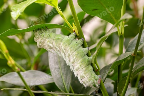 Preview: Elephant butterfly larvae or attacus atlas larvae on green leaves