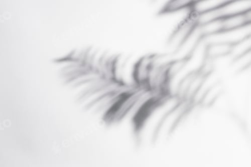 Preview: Fern leaves shadow on off white background