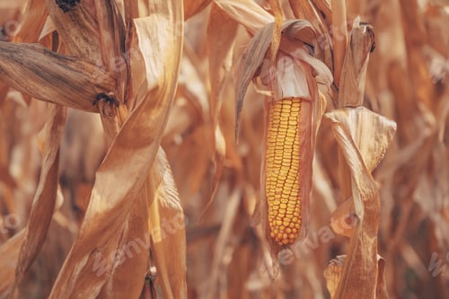 Preview: Ripe ear of corn crop in cultivated agricultural field ready for harvest
