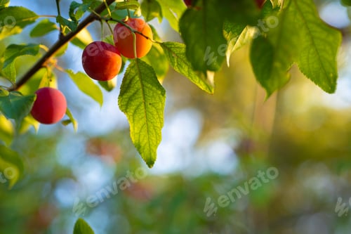 Preview: Close up of the plum tree branch with ripe juicy fruits on sunset light