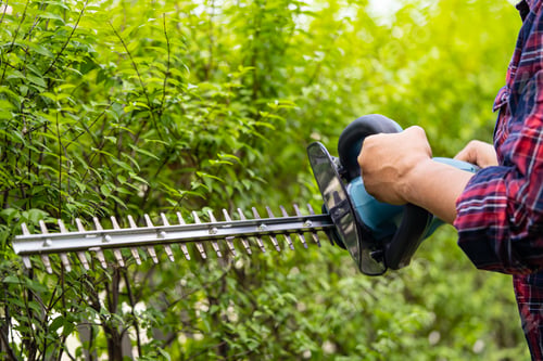 Preview: Gardener holding electric hedge trimmer to cut the treetop in garden.
