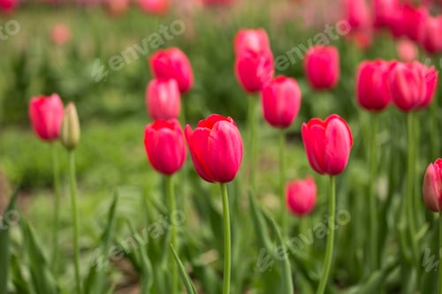 Preview: A Field Of Red Tulips In May In Michigan