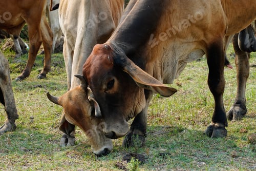 Preview: Cow in the green grass