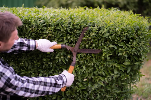 Preview: a close up person holding the hedge shears in his hands