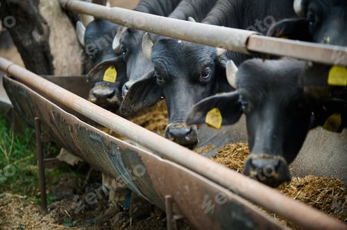 Preview: Close-up of water buffaloes feeding in a row at a trough, with focused eyes and yellow ear tags