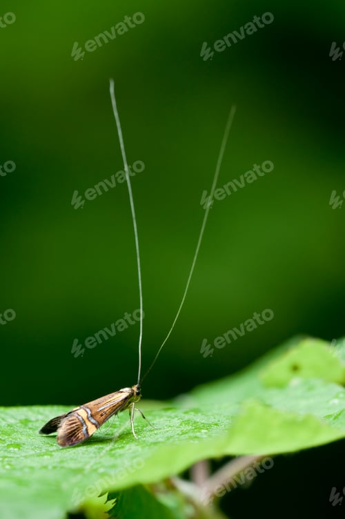 Preview: Male Longhorn Moth
