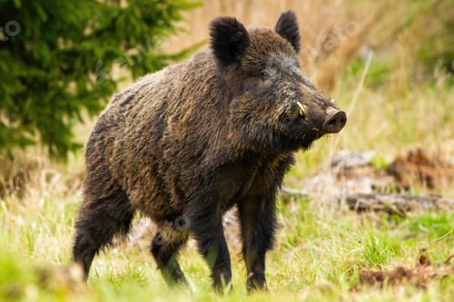 Preview: Dominant wild boar male sniffing with massive snout with white tusks on meadow