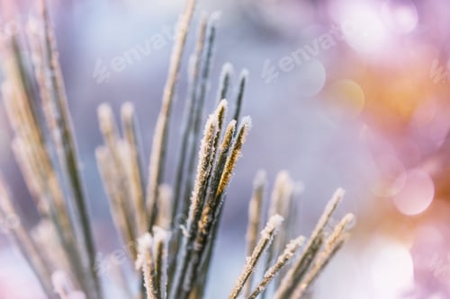 Preview: Frozen tree