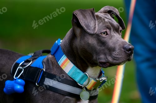 Preview: Black pit bull is being walked on a leash while wearing a harness.