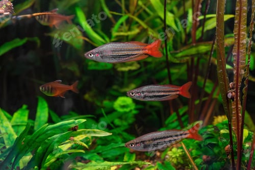 Preview: Group Of Melanotaenia Australis, Rainbowfish Swimming In Aquarium Pool With Green Seaweed