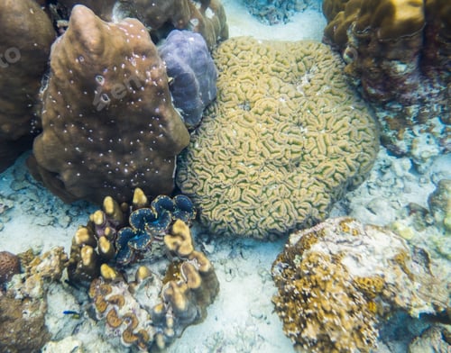 Preview: Big coral brain with big clam in sea