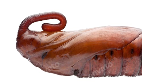 Preview: Pupa of Convolvulus Hawk-moth or Sweetpotato Hornworm, Agrius convolvuli against white background