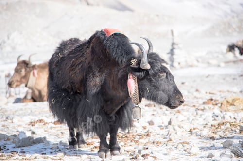 Preview: Yak stands on a rocky mountain with a bell hung around its neck