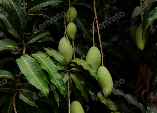 Preview: Green mangoes hanging on the tree