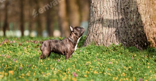 Preview: A french bulldog standing in a field of flowers