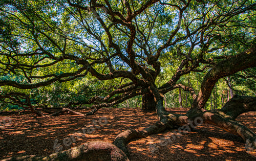 Preview: Majestic oak tree with sprawling branches.