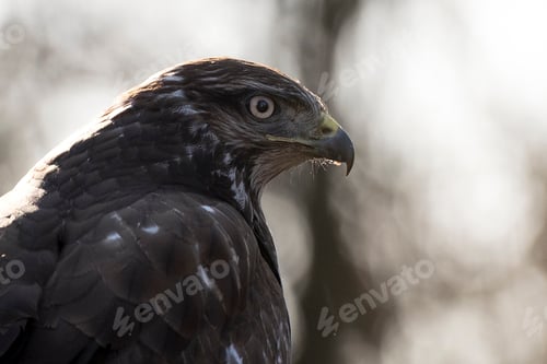 Preview: Portrait of Common buzzard