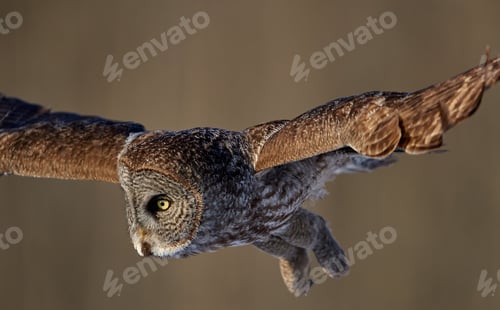 Preview: Portrait of a Great grey owl flying with blur background in the forest, closeup shot
