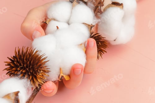 Preview: Female hands hold a delicate cotton flower