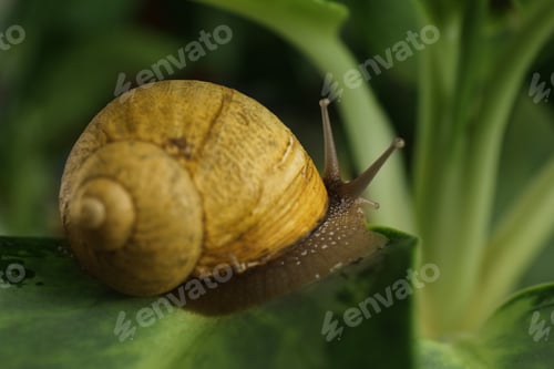 Preview: Common garden snail crawling on table, closeup