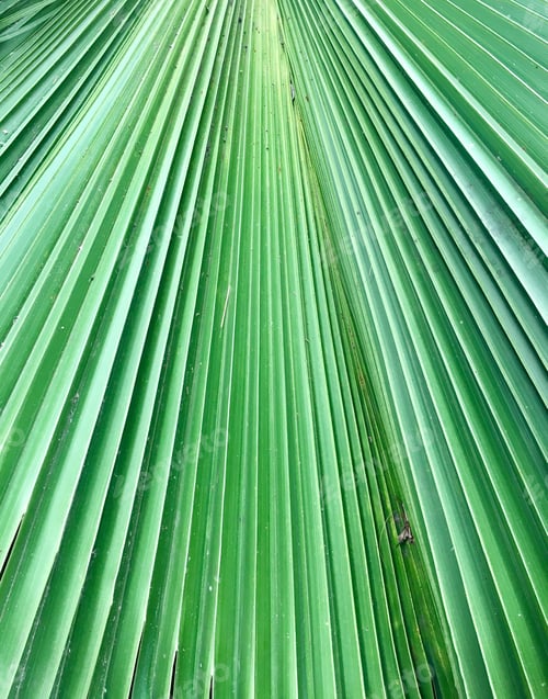 Preview: Palm leaf close up