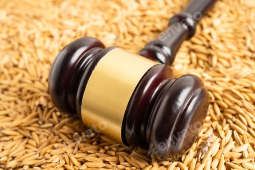 Preview: Judge gavel hammer with good grain rice from agriculture farm. Law and justice court concept.