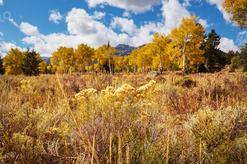 Preview: Autumn meadow