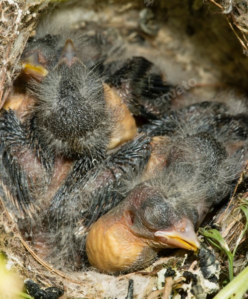 Preview: Nest and nestlings of European goldfinch (Carduelis carduelis)